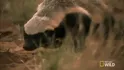 Honey Badger (Immune to Venom and High Pain Tolerance)