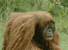 Orangutan