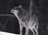 Grey Wolf