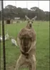 Kangaroo