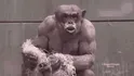 Chimpanzee