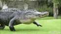 American Alligator