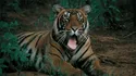 Bengal Tiger (2nd Largest Tiger Species)