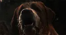 Stray/ Street Dog (With Rabies)