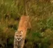 Cougar
