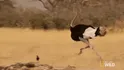 Ostrich (7-9 feet tall)