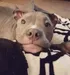 Pitbull