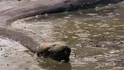 Anaconda (18-20 Ft Long, mainly the females )