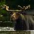 Moose