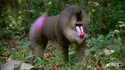 Mandrill