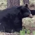 Black Bear