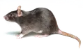 หนู