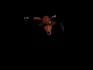 Foxy
