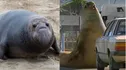 elephant seal (the one on the right)