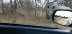 rhino