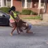 Avg Hair pulling h girl