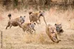 4 hyenas