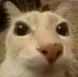 Jemocat