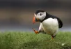 Puffin