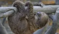 Sloth