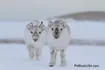 Reindeer