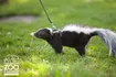 Skunk