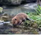 Beaver