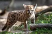 Cougar