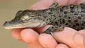 Crocodile