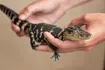 Alligator