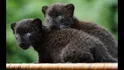 Panther