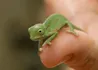 Chameleon