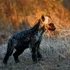 Hyena