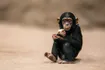 Chimpanzee