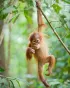 Orangutan