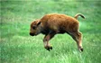 Bison