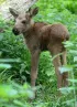 Moose