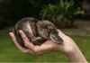 Platypus