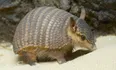Armadillo