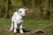 Goat