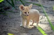 Fennec Fox