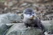 Otter