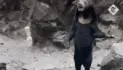2 YBs (young bear)