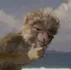 Zini - Dinosaure
