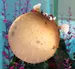 Boule - Le Monde de Nemo