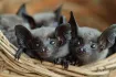 Bat