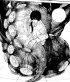 Octopus_Devil_Arm